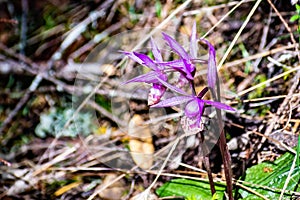 Wild Calypso Orchids, known as Fairyslipper Orchids, blooming in the forests of Marin County, north San Francisco bay area,