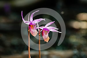 Wild Calypso Orchids, known as Fairyslipper Orchids, blooming in the forests of Marin County, north San Francisco bay area,