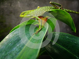 Wild Camaleon photo