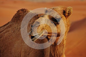 Wild Camel