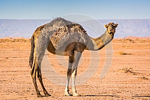 Wild camel in desert Sahara in Erg Chigaga, Morocco