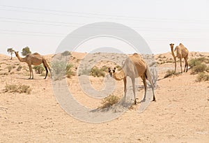 Wild camel in the hot dry middle eastern desert, dubai, uae