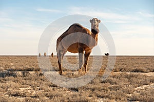 Wild camel in Karakum desert