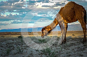 Wild camel in Kazakstan,wildlife, steppe