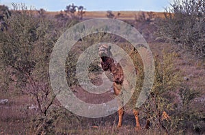 Wild camel in outback Australia Northern Territory