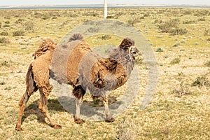 Wild camel standing to eat hay on a meadow .the most grueling animal in the world