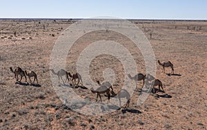 Wild camels in the desert .