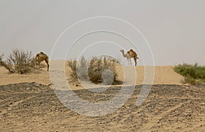 2 wild camels in a desert in Dubai, UAE