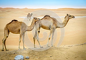 Wild camels in the desert photo