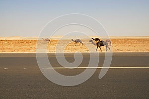 Wild camels in the desert