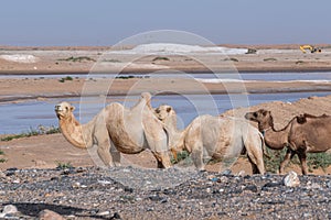 Wild camels on the desert road, Inner Mongolia, Northwest of China