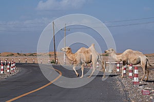 Wild camels on the desert road, Inner Mongolia, Northwest of China