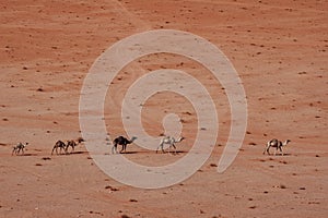 Wild camels in the desert . Wadi Rum Desert