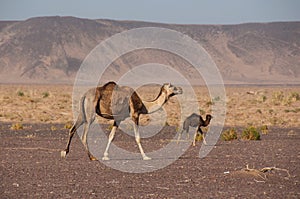 Wild Camels in the deserts of Saudi Arabia