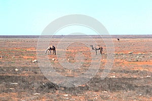 Wild camels in the empty desert at the Nullarbor Plain, Australia