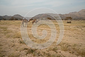 Wild camels on grassland in Taif Region, Saudi Arabia