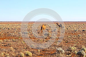 Wild camels Nullarbor Plain, Australia