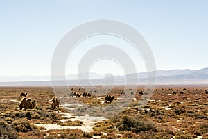 Wild camels in Qinghai China