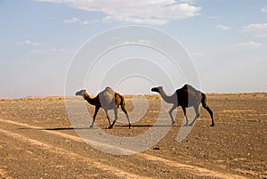 Wild camels in Sahara