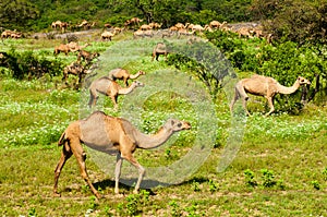 Wild Camels in Salalah, Dhofar, Oman