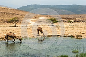 Wild Camels in Salalah, Dhofar, Oman