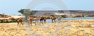 Wild Camels in Salalah, Dhofar, Oman