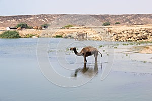 Wild Camels in Salalah, Dhofar, Oman