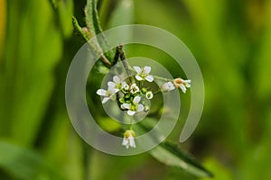 wild camomile on a background of green grass