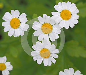 Wild camomile
