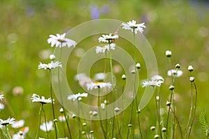 Wild camomile flowers growing in green grass, abstract floral natural ecology background