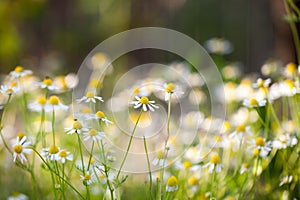 Wild camomile Matricaria chamomilla in the field