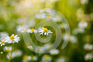 Wild camomile Matricaria chamomilla in the field