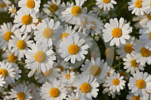 Wild camomiles in sunny day