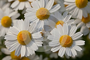 Wild camomiles in sunny day