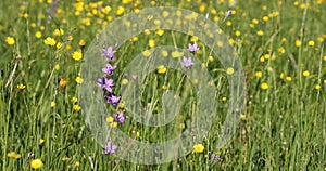 Wild Campanula violet bell flower on meadow in spring breeze