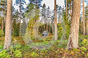 Wild camping in Sweden with 4x4 terrain car and roof tent in a natural forest