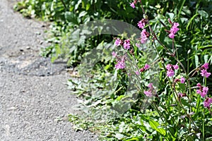 Wild Campion Flowers at the roadside