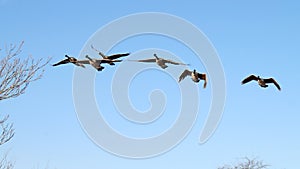 Wild Canada Geese midair on blue sky background, Staten Island, NY