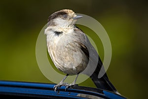 A wild Canada Jay Perisoreus canadensis in winter plumage landed on a car door in a popular park in British Columbia