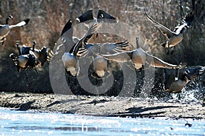 Wild Canadian geese