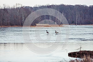 Wild Canadian Geese Flying over Wildlife Refuge in Winter