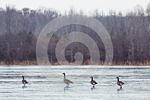 Wild Canadian Geese Flying over Wildlife Refuge in Winter