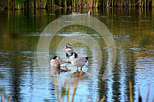 Wild Canadian Geese in Pond