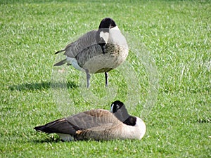 Wild Canadian geese preening on the meadow nibbling the grass, green juicy grass, in Indianapolis park, USA.