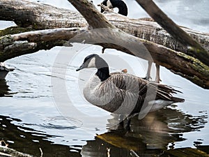 A wild Canadian goose standing in a pool of water on top of a layer of ice in a pond with a bare tree branch arching over its head