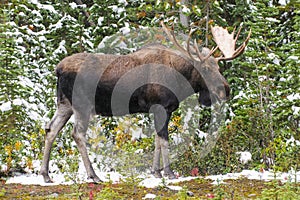 Wild Canadian Moose (Alces alces)