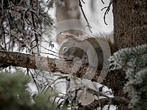 Wild Canadian squirrel huddled against tree.