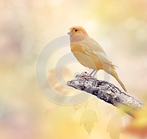 Wild Canary on a branch
