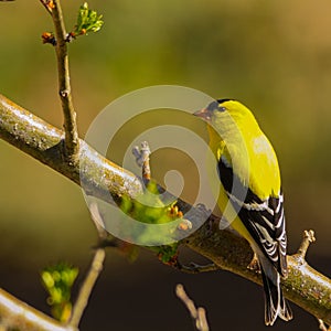 Wild canary on tree branch.