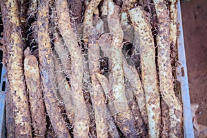 Wild candle potato (Dioscorea filiformis) in Thailand local market. Tubers elongated, up to 50 cm long, 2 cm in diameter, with ten